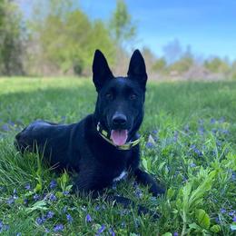 Belgian Malinois and German Shorthaired Pointers from Lapdog GSP