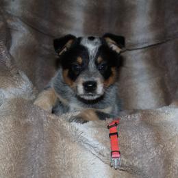 Artemis - Blue female Australian Cattle Dog puppy in Colbert, Oklahoma from LoveAHeeler