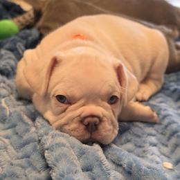 French Bulldog puppies from Laura Bryce