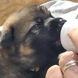 Yellow - Sable female German Shepherd puppy in Carbondale, Kansas from T and M Elite Europeans German Shepherds