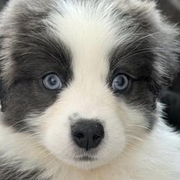 Australian Shepherds from Storm and Sage Australian Shepherds