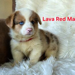 Red Male - White and red male Pembroke Welsh Corgi puppy in Wayne City, Illinois from Lash Livestock & Corgis