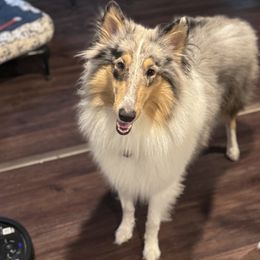 Remmy - Collie
