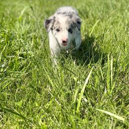 Calamity Jane - Blue merle female Border Collie puppy in Owenton, Kentucky from Three16 Ranch