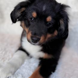 BTM2 - Black tri male Miniature Australian Shepherd puppy in Evansville, Indiana from Indiana Toy & Mini Aussies