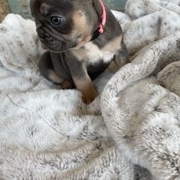 French Bulldog Puppies from Southern Dreams Farm, LLC