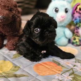 Rex - Black gold and white male Shih Tzu puppy in Corona, California from Ju Shih Tzu