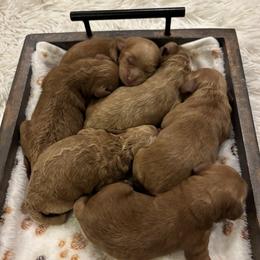 Boy 3 - Red male Cockapoo puppy in Bristow, Oklahoma from 10-Acre Woods Cockapoos