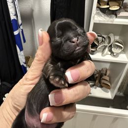 Cody - Black and tan male Shih Tzu puppy in Mineola, Texas from RL Phillips Shihtzus