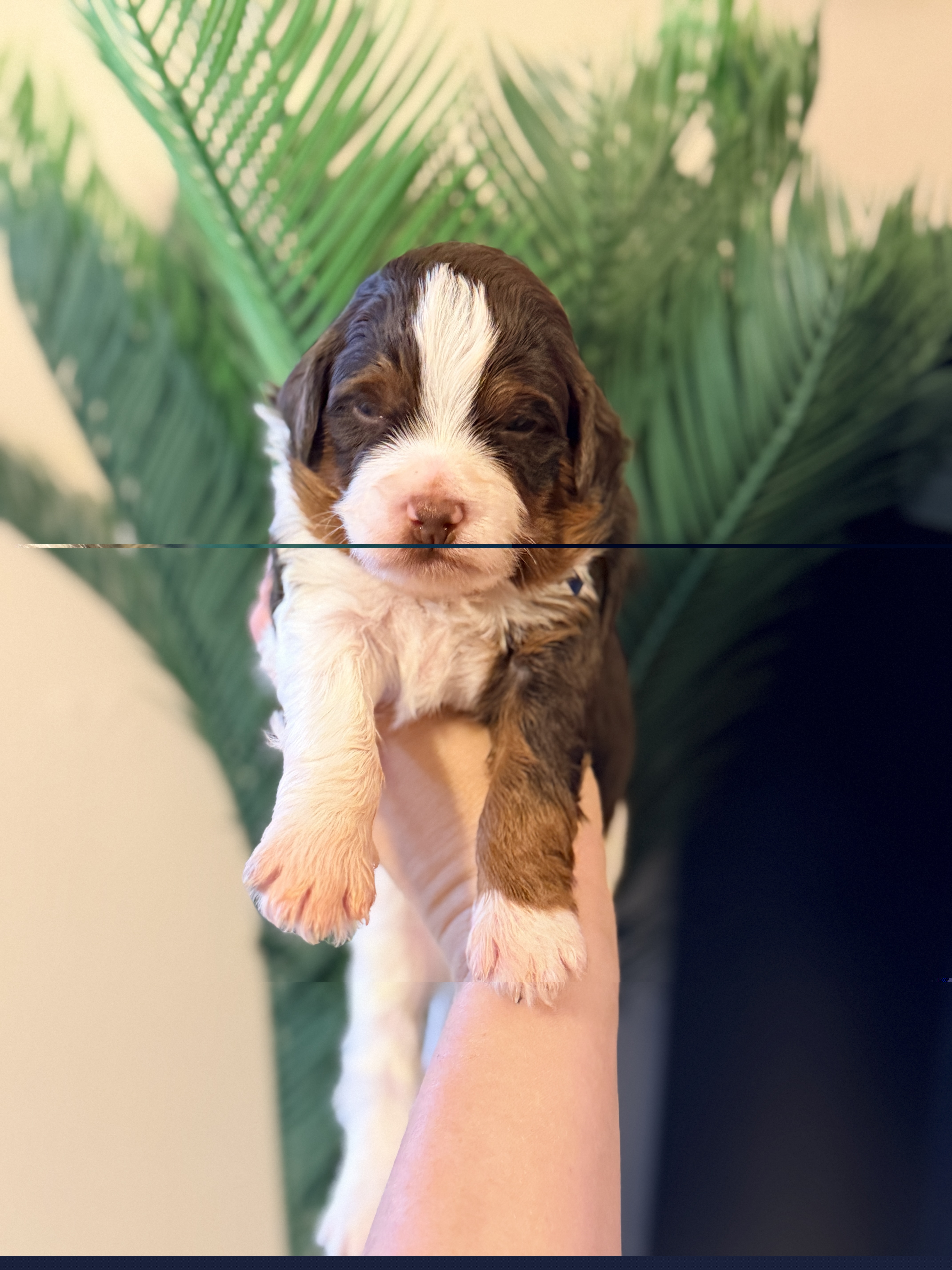 Ice Cream - Blue - Tri-color male Bernedoodle puppy in Charleston, South Carolina from Palm Belle Doodles