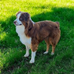 Rusty - Australian Shepherd
