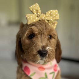 Girl 4 - Goldendoodle puppy in Virginia from The Doodle Homestead