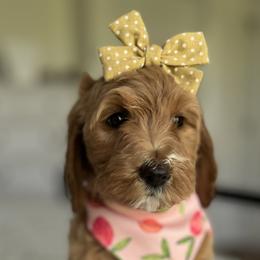 Girl 4 - Goldendoodle puppy in Virginia from The Doodle Homestead