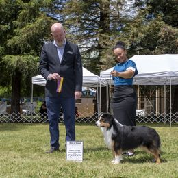 Miniature American Shepherd All Grown Up from Moon Phase Kennel