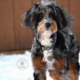 Splash - Bernedoodle