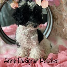 Mini - Poodle