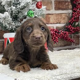 Nellie - Chocolate and tan female Dachshund puppy in Industry, Illinois from KDKs Kennels