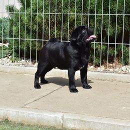 Hendrix - Pug