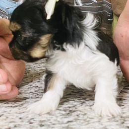 Yorkshire Terrier Puppies from Yorkies of St. George