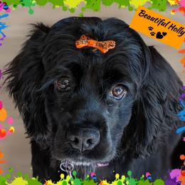 Holly - Cocker Spaniel