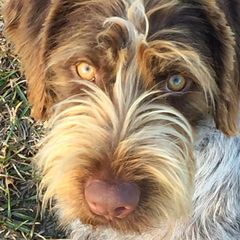 German Wirehaired Pointers from A and W Wirehairs