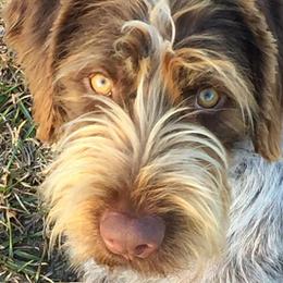 German Wirehaired Pointers from A and W Wirehairs