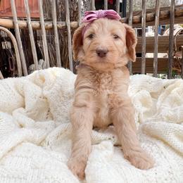Lavender collar - Apricot female Goldendoodle puppy in San Antonio, Texas from Pasatiempo Ranch
