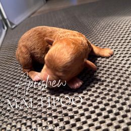 Malibu - Apricot male Maltipoo puppy in Weatherford, Texas from Aprishew Maltipoo