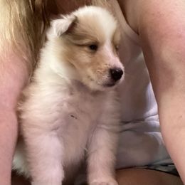 Saranac - Sable and white male Collie puppy in Blossvale, New York from Glenara Collies & Papillons
