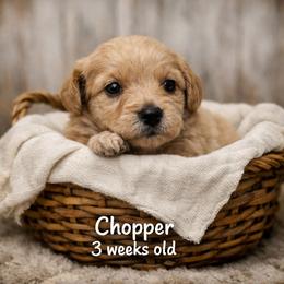 Chopper - Apricot male Goldendoodle puppy in Hendersonville, Tennessee from Ben's Best Buddy Goldendoodles