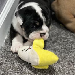 Bulldog Puppies from Average Jo’s  Bulldogs