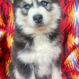 Summit - Gray and white male Pomsky puppy in Auburn, Washington from Periwinkle Pomskies