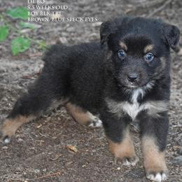 Lil Bo - Black tri male Miniature Australian Shepherd puppy in Patterson, North Carolina from DreamLine Aussies