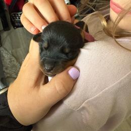 Dragonfruit - Black and rust female Rottweiler puppy in Eagle Mountain, Utah from Woolley Darlings
