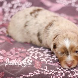 Australian Shepherd, Miniature American Shepherd, Miniature Australian Shepherd, and Toy Australian Shepherd Puppies from Painted Blue Aussies