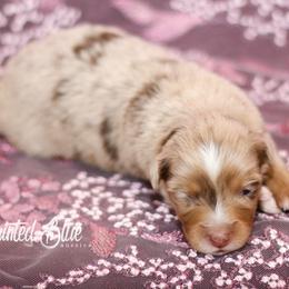 Australian Shepherd, Miniature American Shepherd, Miniature Australian Shepherd, and Toy Australian Shepherd Puppies from Painted Blue Aussies