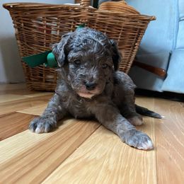 Pine - Merle male Goldendoodle puppy in Eaton, Ohio from Dezi’s Sonshine Doodles