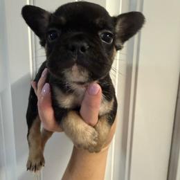 Little bear - Black and tan male French Bulldog puppy in Ludowici, Georgia from Royal Destiny Kennels