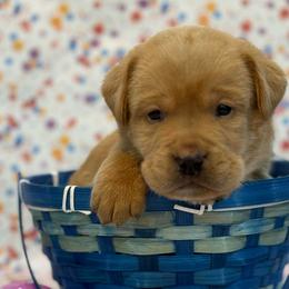 Gimli - Yellow male Labrador Retriever puppy in Isle, Minnesota from Dog Ear Outfitters