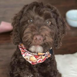Bodie Rooster - Goldendoodle