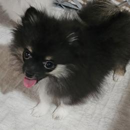 Artemis - Black parti female Pomeranian puppy in Youngsville, New York from Starlight Poms