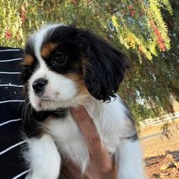 Ravioli - Tri-color male Cavalier King Charles Spaniel puppy in Encinitas, California from Seaside Cavaliers
