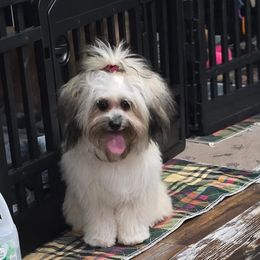Piper - Shihpoo