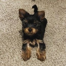 Yorkshire Terriers from Baby Liam & Remy Life