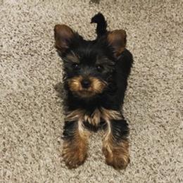 Yorkshire Terriers from Baby Liam & Remy Life