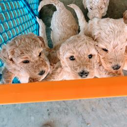 Goldendoodles from The Sunny Doodle