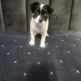 Natasha - Black and white female Parson Russell Terrier puppy in Apple Valley, California from Jumping Jack's Russell Terriers