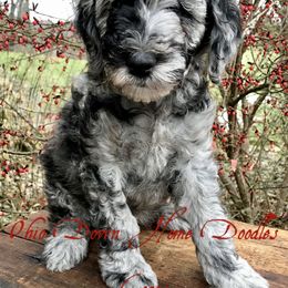 Goldendoodle Puppies from Ohio Down Home Doodles