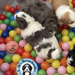 Bernedoodles from Lolli’s Bernedoodles