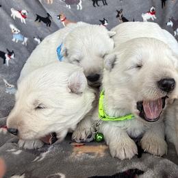 Berger Blanc Suisse and German Shepherd Puppies from Scenic Creek German Shepherds and White Swiss Shepherds
